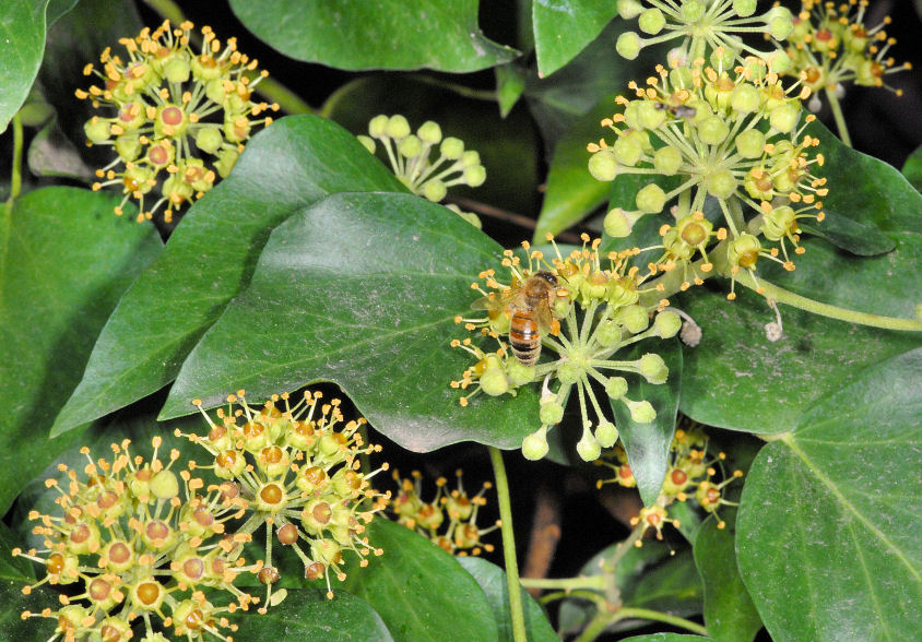 Hedera helix